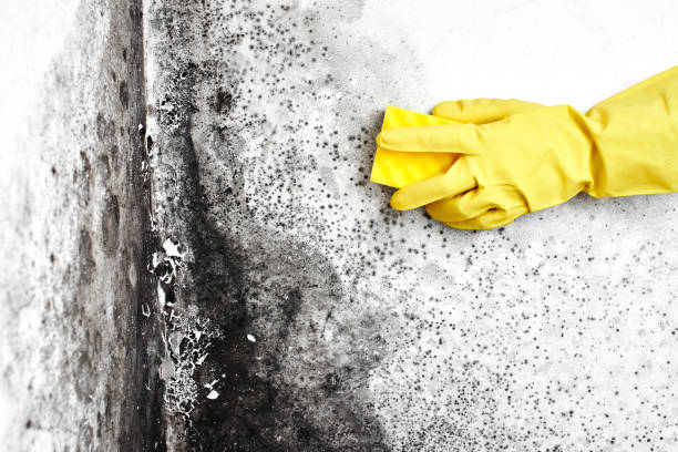Best Mold Odor Removal Services  in Zanesville, OH