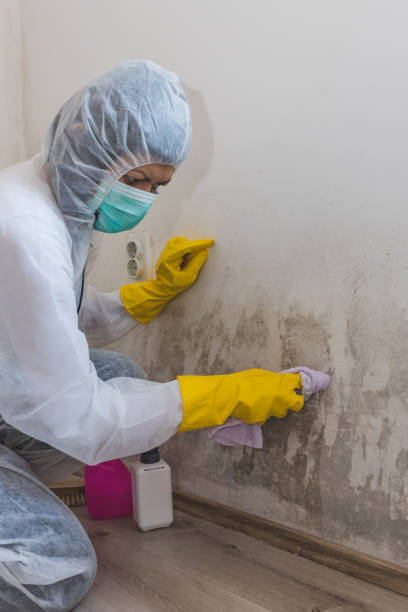 Best Basement Mold Removal  in Zanesville, OH