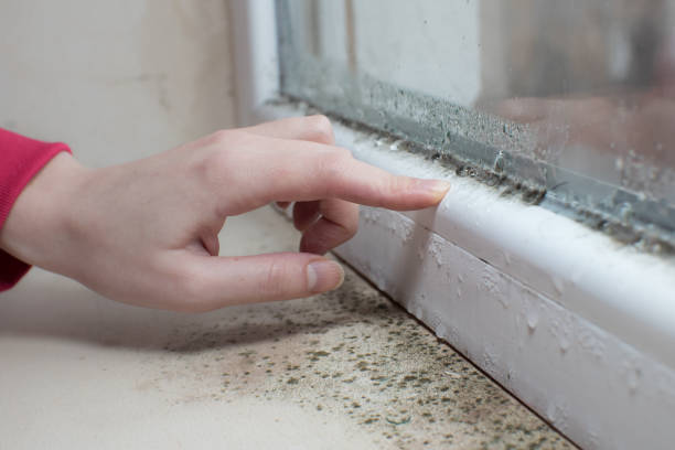 Environmental Consulting for Mold Prevention in Zanesville, OH