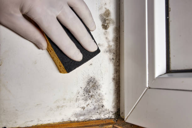 Best Crawl Space Mold Remediation  in Zanesville, OH